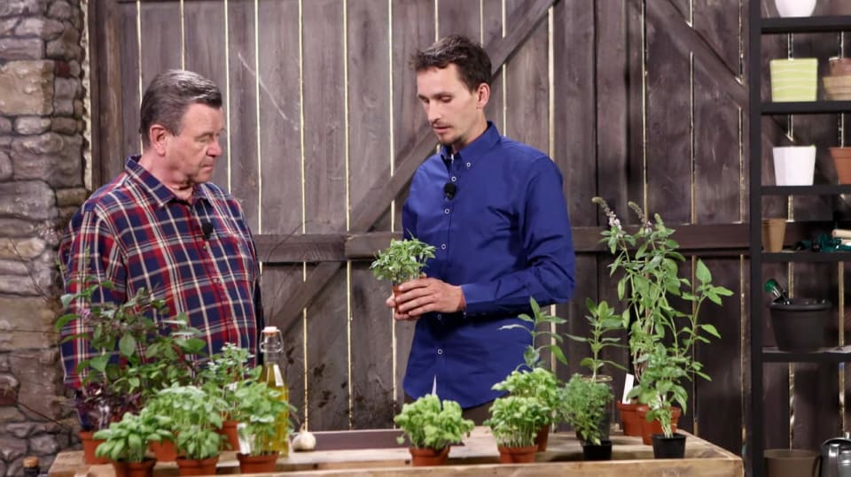 Představíme vám novinky mezi bazalkami